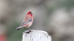 Carpodacus rubicilloides