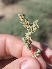 Atriplex elegans