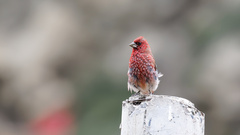 Carpodacus rubicilloides