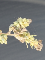 Atriplex elegans