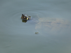 Graptemys ouachitensis