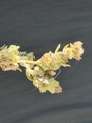 Atriplex elegans