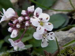 Noccaea caerulescens caerulescens