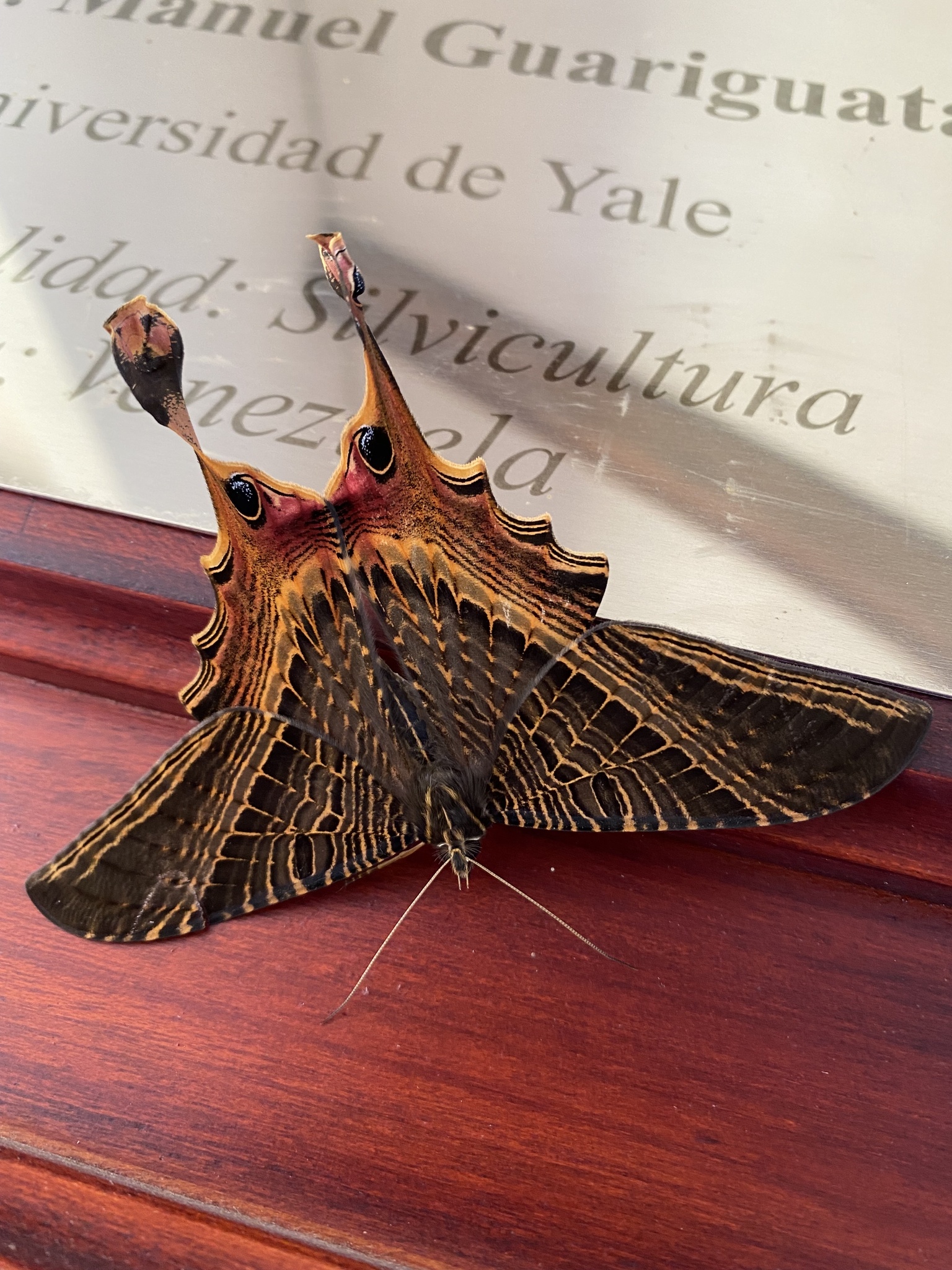 Nothus lunus Linnaeus, 1758