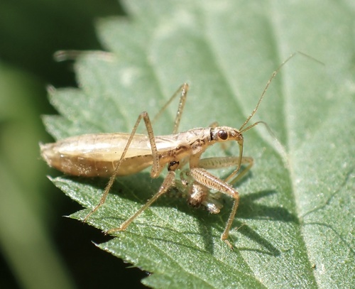 Marsh Damsel Bug, De Brand, Udenhout, North Brabant, NL, photo 9 of 10