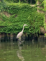 Ardea herodias