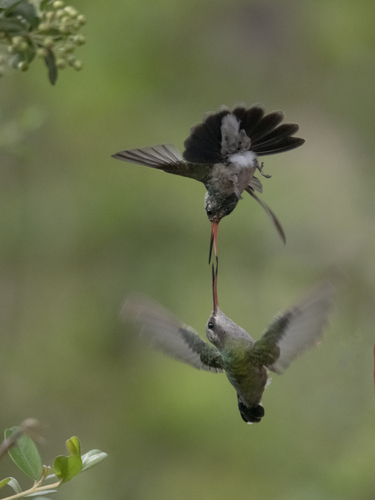 Broad-billed Hummingbird photographed in Arizona