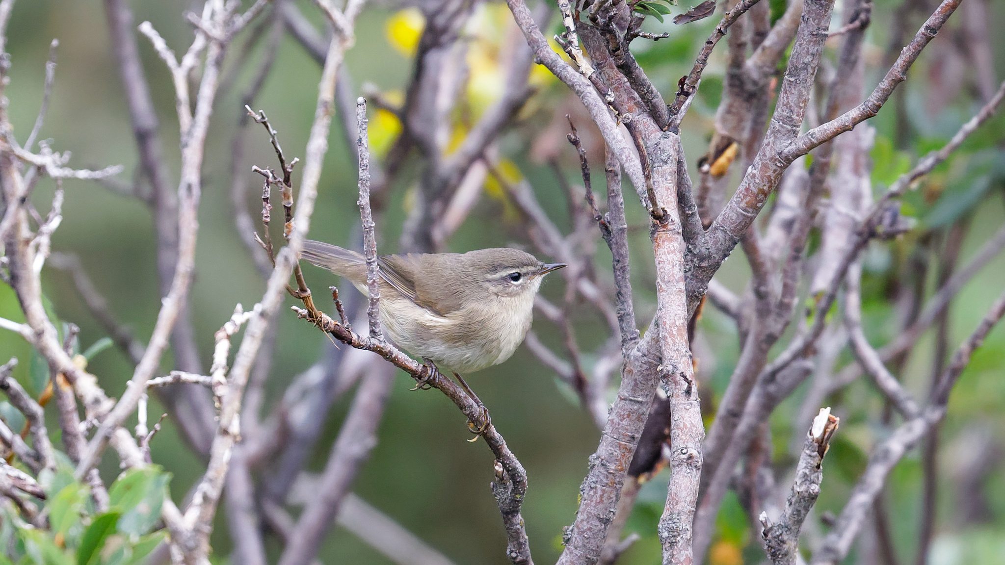 Smoky Warbler illustration