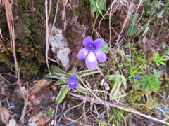 Pinguicula leptoceras
