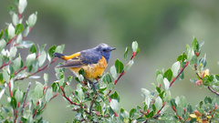 Phoenicurus frontalis