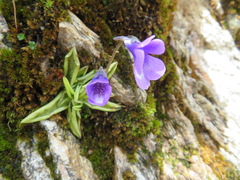 Pinguicula leptoceras