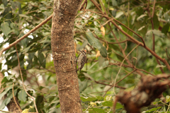 Chloropicus obsoletus