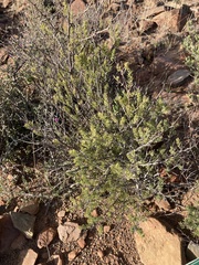 Asparagus mucronatus