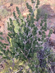 Asparagus mucronatus