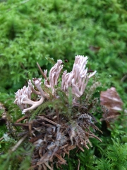 Lentaria patouillardii
