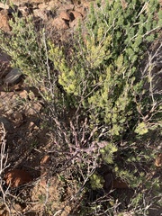 Asparagus mucronatus