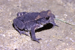 Bufo sachalinensis