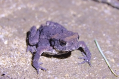 Bufo sachalinensis