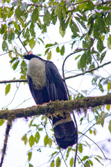 Oreophasis derbianus