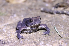 Bufo sachalinensis