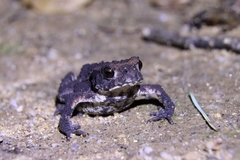 Bufo sachalinensis