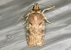 Agonopterix lythrella