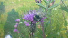 Bombus patagiatus