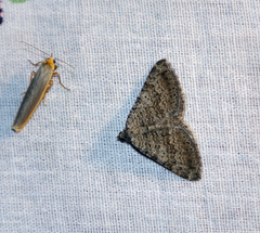 Scotopteryx aelptes