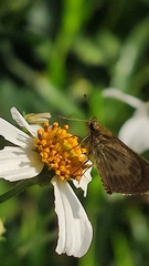 Callimormus juventus