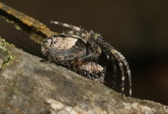 Araneus emmae