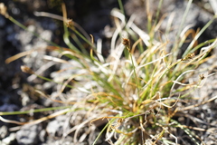 Carex nardina