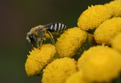 Colletes similis