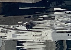 Zalophus californianus