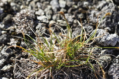 Carex nardina