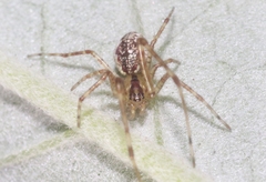 Tetragnatha maka