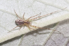 Tetragnatha maka