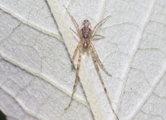 Tetragnatha maka