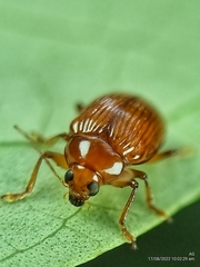 Rhyparida