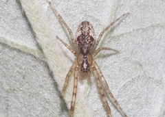 Tetragnatha maka