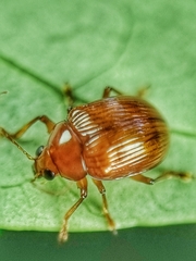 Rhyparida