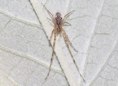 Tetragnatha maka