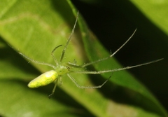 Tetragnatha kauaiensis