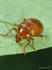Rhyparida