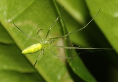 Tetragnatha kauaiensis
