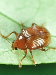 Rhyparida