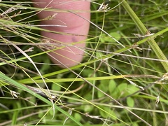 Rhynchospora thornei