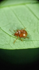 Rhyparida