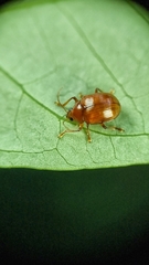 Rhyparida