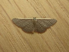 Idaea costaria