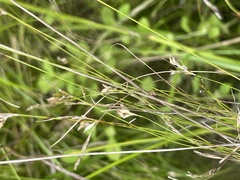 Rhynchospora thornei